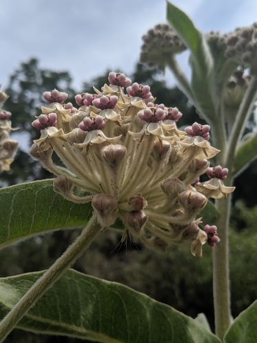 Asclepias eriocarpa (woollypod milkweed) (alternate view 5)