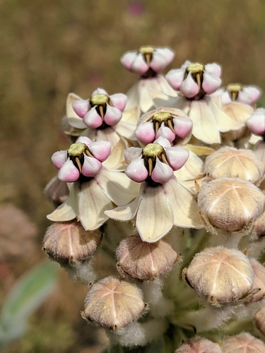 Asclepias eriocarpa (woollypod milkweed) (alternate view 2)