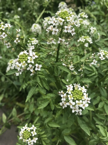 Nasturtium officinale (Watercress)