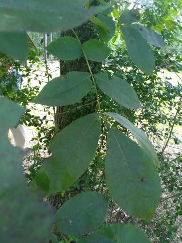 Carya tomentosa (mockernut) (alternate view 3)