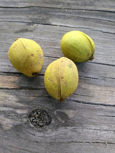 Carya tomentosa (mockernut) (alternate view 4)