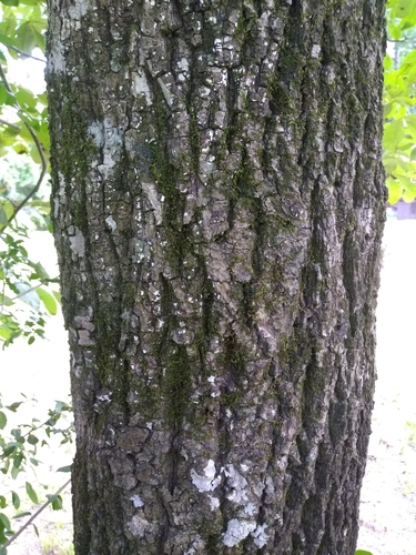Carya tomentosa (mockernut) (alternate view 5)