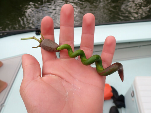 Rhizophora mangle (red mangrove) (alternate view 7)