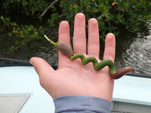 Rhizophora mangle (red mangrove) (alternate view 6)
