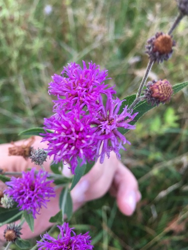 Vernonia baldwinii (Western Ironweed) (alternate view 5)