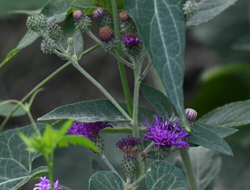 Vernonia baldwinii (Western Ironweed) (alternate view 3)