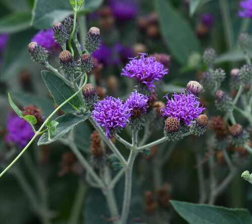 Vernonia baldwinii (Western Ironweed)