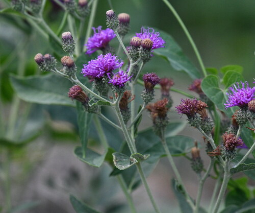 Vernonia baldwinii (Western Ironweed) (alternate view 4)
