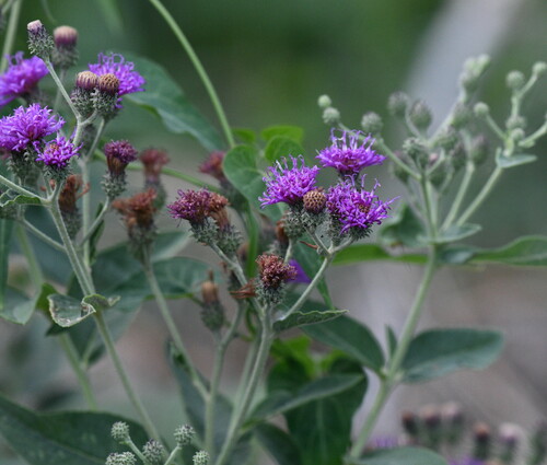 Vernonia baldwinii (Western Ironweed) (alternate view 2)