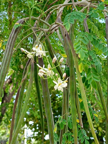 Moringa oleifera (Moringa)