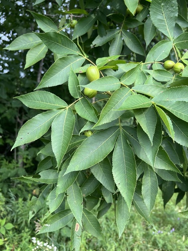 Carya glabra (pignut hickory) (alternate view 8)