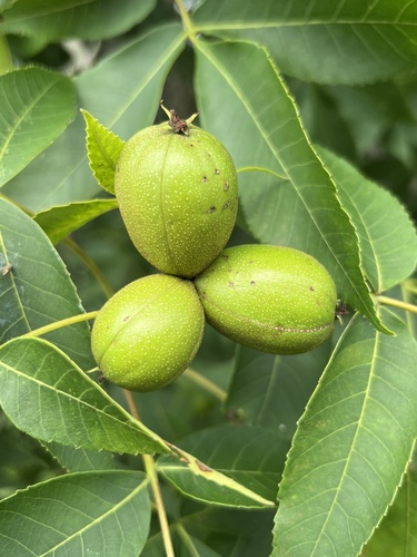 Carya glabra (pignut hickory) (alternate view 9)