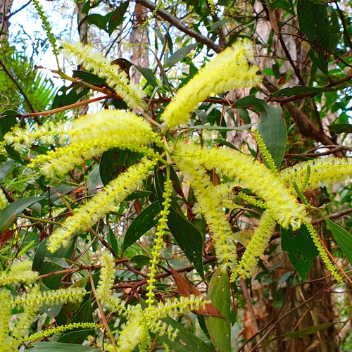 Acacia leiocalyx (black wattle) (alternate view 4)
