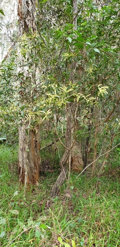 Acacia leiocalyx (black wattle) (alternate view 5)