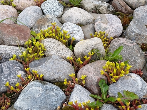 Sedum acre (Biting Stonecrop)