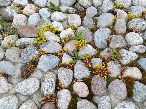 Sedum acre (Biting Stonecrop)