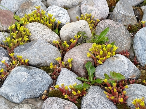 Sedum acre (Biting Stonecrop)