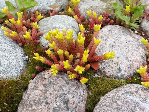 Sedum acre (Biting Stonecrop)