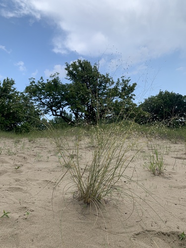 Eriocoma hymenoides (Sand Ricegrass)