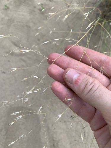 Eriocoma hymenoides (Sand Ricegrass) (alternate view 2)