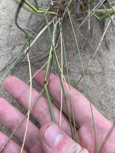 Eriocoma hymenoides (Sand Ricegrass) (alternate view 3)