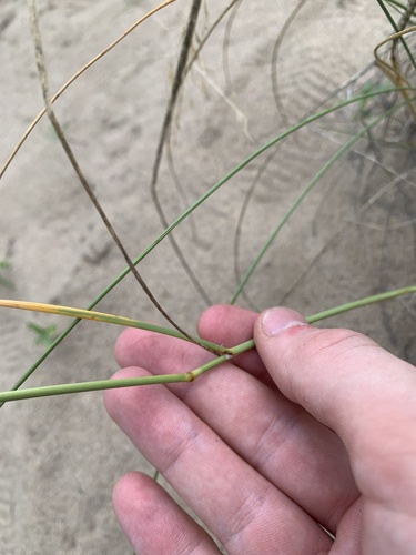 Eriocoma hymenoides (Sand Ricegrass) (alternate view 4)