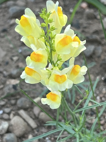 Linaria vulgaris (common toadflax)