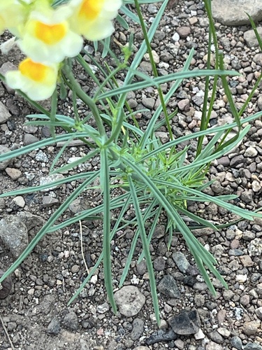 Linaria vulgaris (common toadflax)