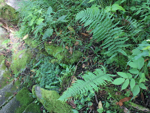 Dryopteris atrata (alternate view 2)