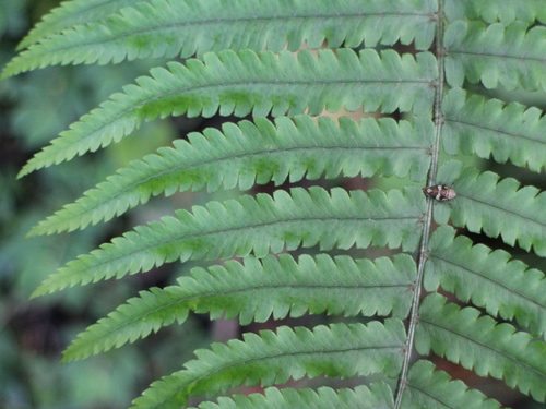 Dryopteris atrata (alternate view 3)