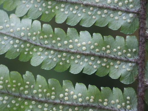 Dryopteris atrata (alternate view 5)