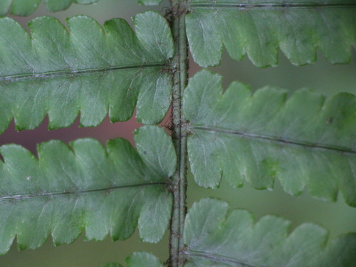 Dryopteris atrata (alternate view 4)