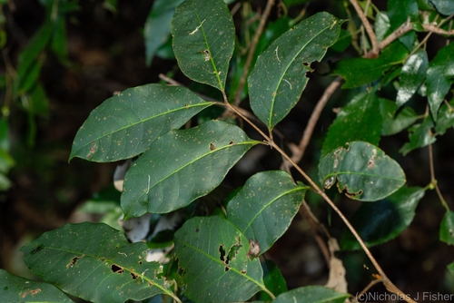 Euroschinus falcatus (Blush Cudgerie) (alternate view 6)