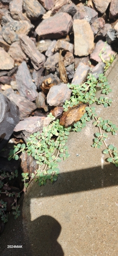 Euphorbia serpens (creeping spurge) (alternate view 3)