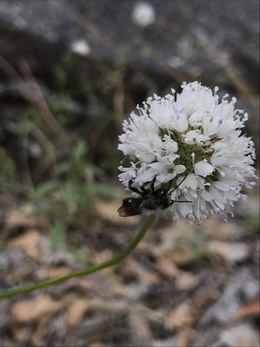 Gilia capitata (bluehead gilia)