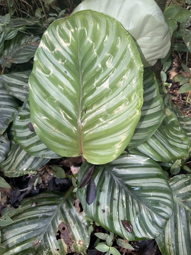 Goeppertia orbifolia (Round-Leaved Calathea)