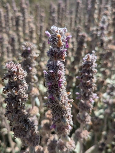 Stachys byzantina (lamb's ears) (alternate view 6)