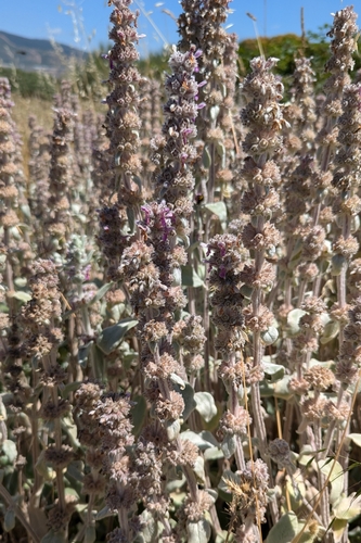 Stachys byzantina (lamb's ears) (alternate view 7)