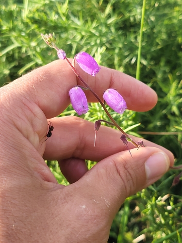 Daboecia cantabrica (Irish Heath) (alternate view 6)