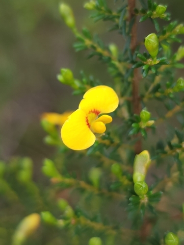 Dillwynia phylicoides (small-leaf parrot-pea) (alternate view 4)