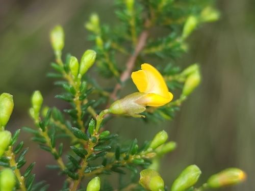 Dillwynia phylicoides (small-leaf parrot-pea) (alternate view 5)