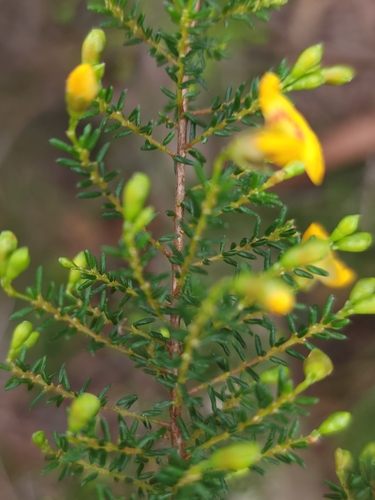 Dillwynia phylicoides (small-leaf parrot-pea) (alternate view 6)