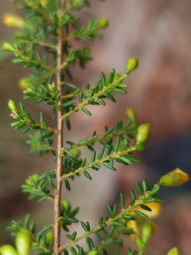 Dillwynia phylicoides (small-leaf parrot-pea) (alternate view 7)
