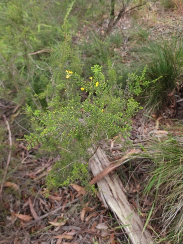 Dillwynia phylicoides (small-leaf parrot-pea) (alternate view 8)