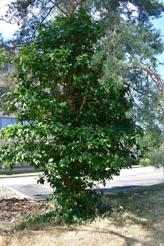 Toxicodendron radicans (Poison Ivy) (alternate view 3)