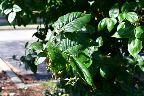 Toxicodendron radicans (Poison Ivy) (alternate view 5)