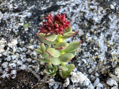 Rhodiola integrifolia (western roseroot) (alternate view 5)