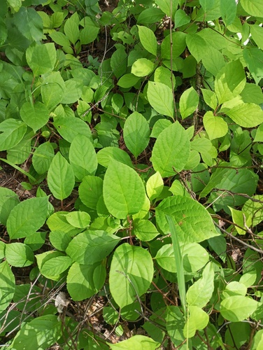 Schisandra chinensis (Five-flavor Berry)