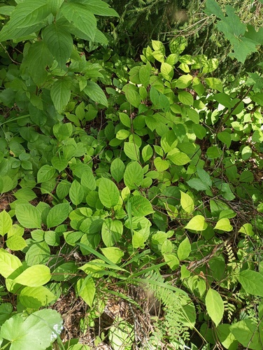 Schisandra chinensis (Five-flavor Berry)