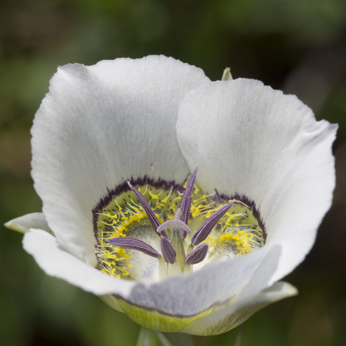 Calochortus gunnisonii (Gunnison's Mariposa Lily)